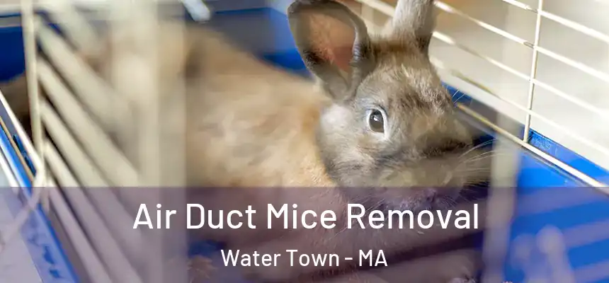 Air Duct Mice Removal Water Town - MA